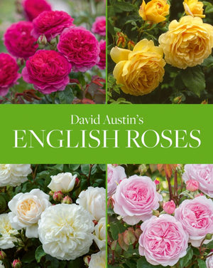 Bare Root David Austin Roses, in stock now!