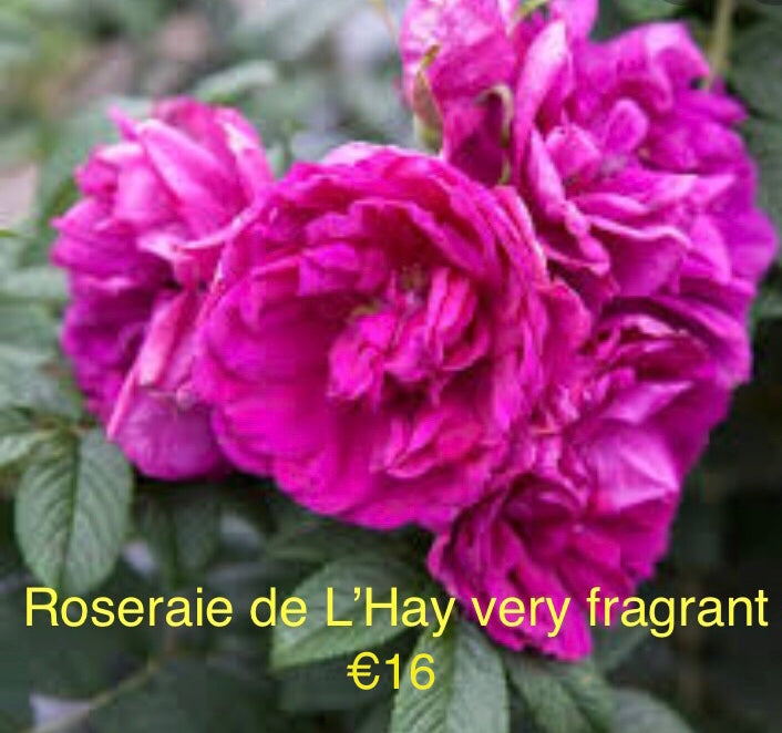 4 Flowering Roses Special Offer bundle