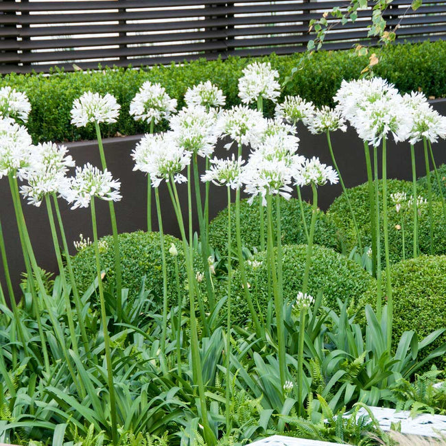 5 x Agapanthus White Bare Roots