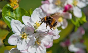 Sponsor a Bee-Friendly Garden for €50