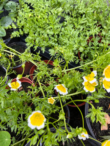 3 Poached Egg Plants in pots