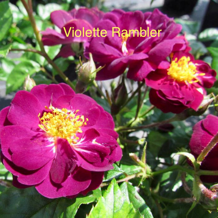 6 Rambling Roses Special Offer bundle