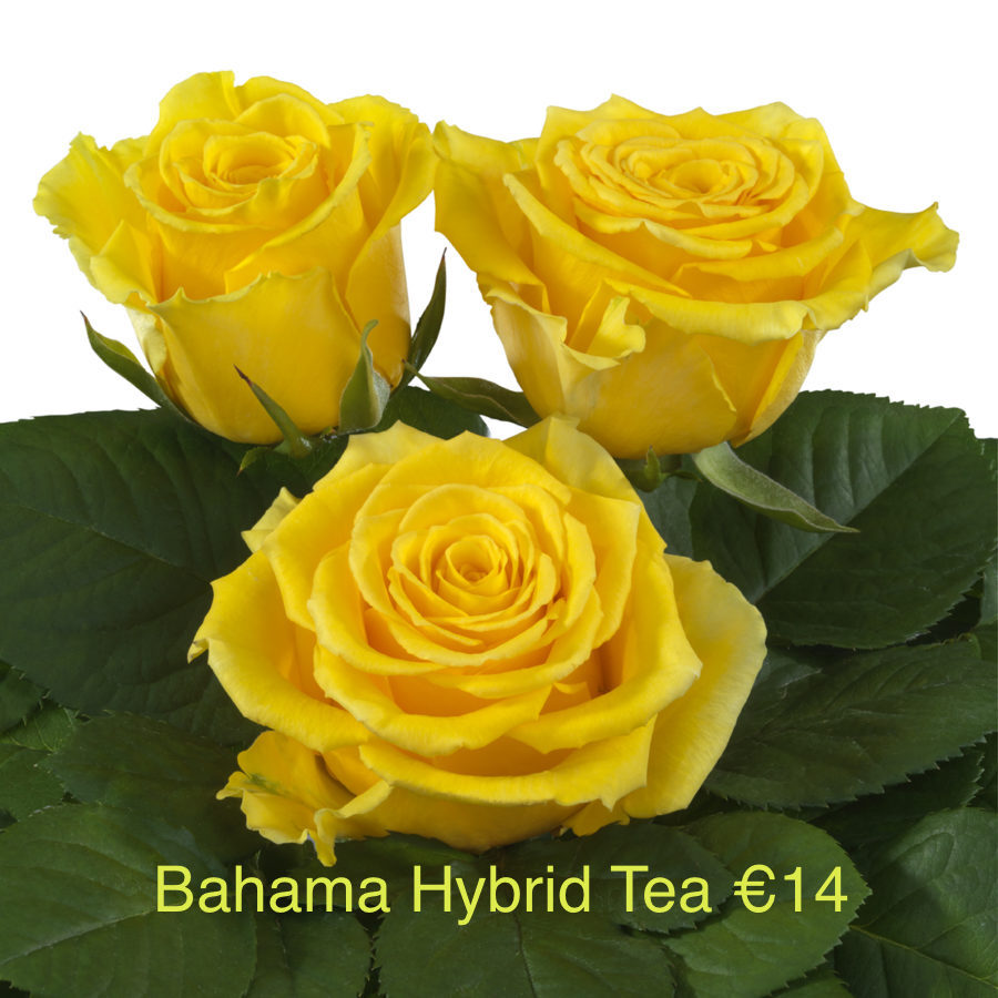 6 Hybrid Tea Roses Special Offer bundle