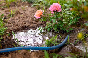 Importance of Watering your Roses