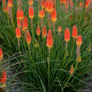 Red Hot Poker Seeds