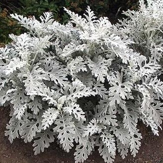 Dusty Miller Candicans Seeds