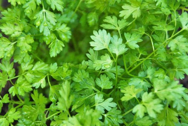 French Parsley, Chevil Seeds