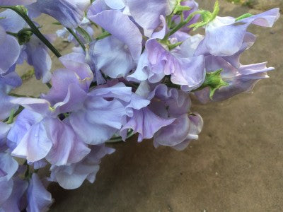 Sweet Peas Lavender Blue