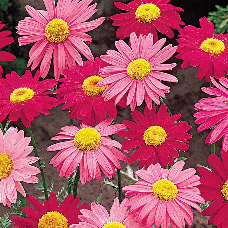 Bellis Perennis Pink Mix Daisy Seeds