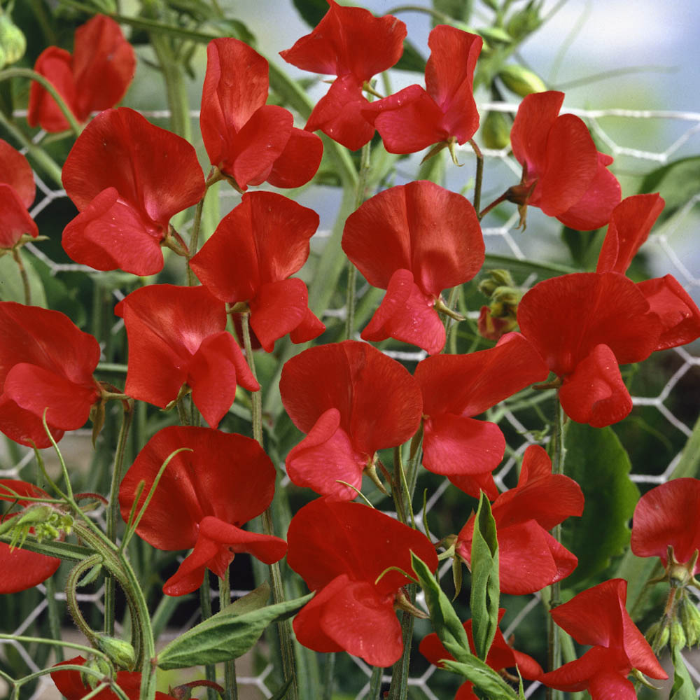 Sweet Pea Red Seeds