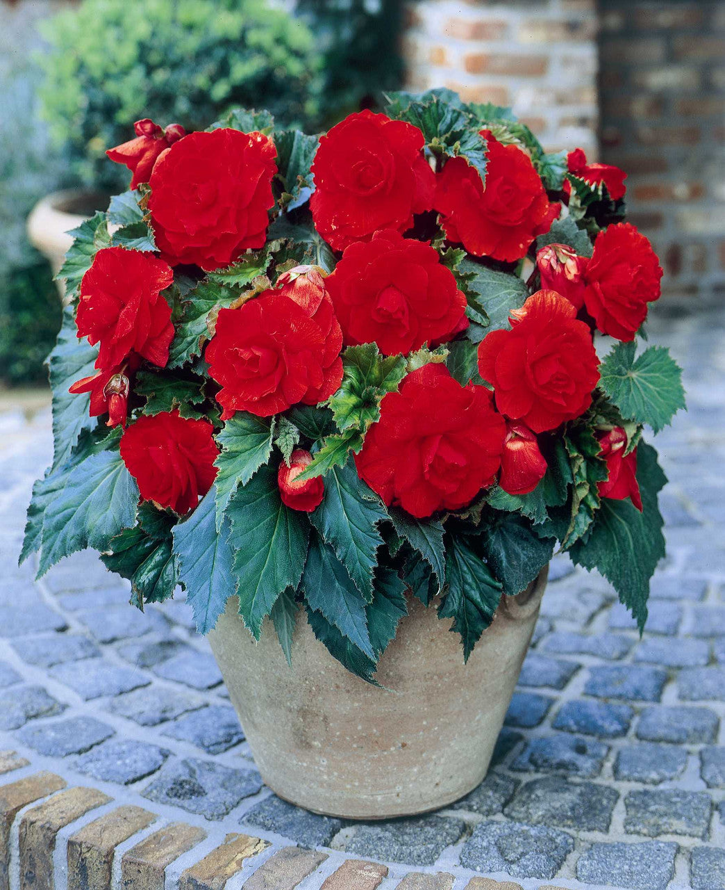 Begonia Double Red 10 Bulbs