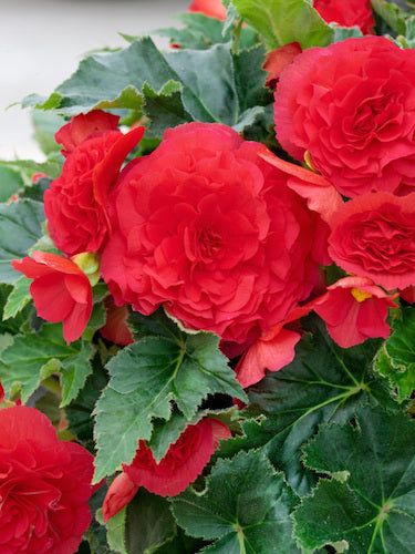 Begonia Double Red 10 Bulbs