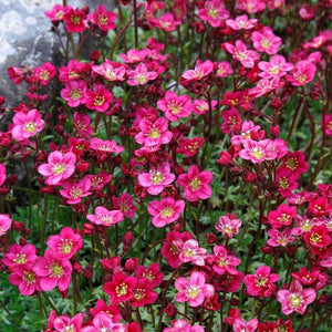 Saxifraga Rose Robe Seeds