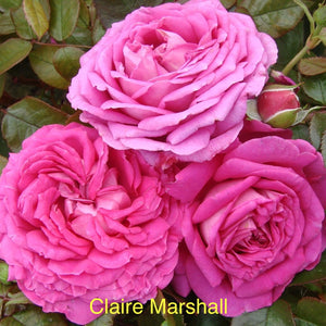 10 Flowering Floribunda Roses Special Offer bundle