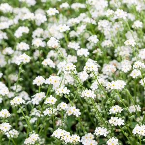 Forget-Me-Nots White