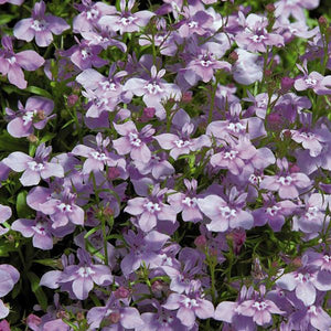 Lobelia -Lilac seeds
