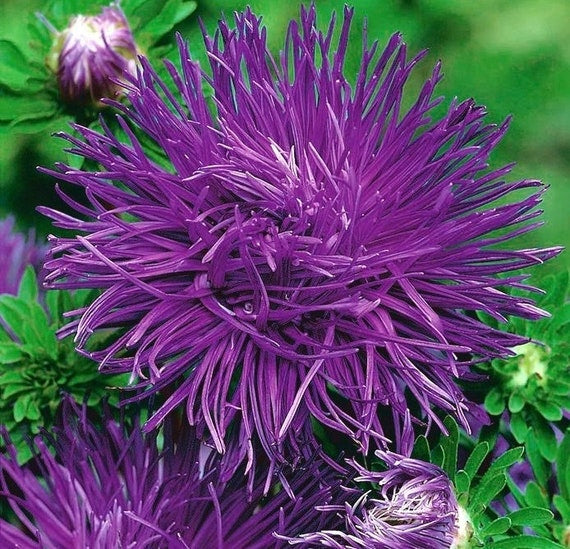 Aster Purple Needle Seeds