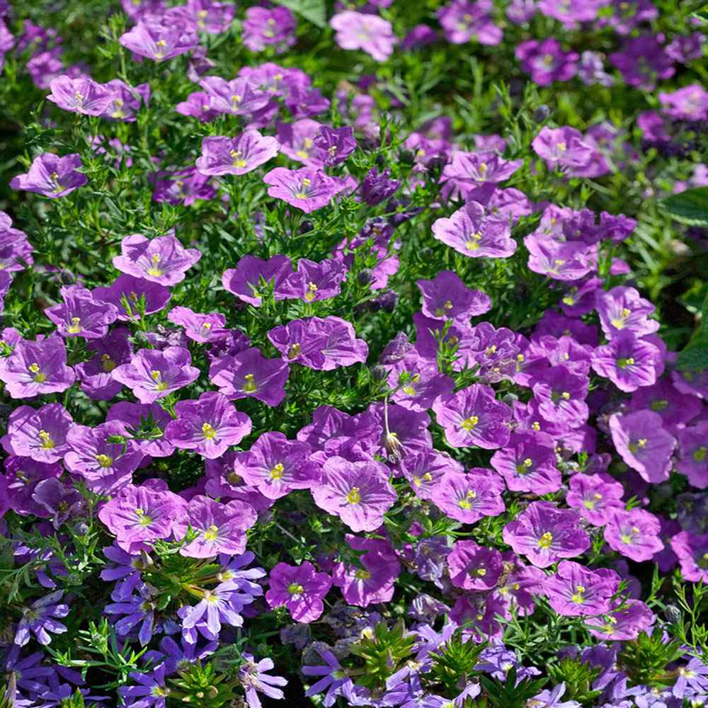 Cupflower Purple Robe Seeds