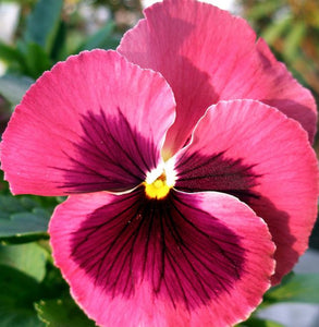 Pansy Pink Seeds