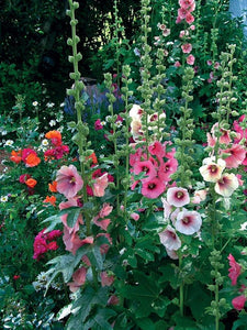 Hollyhock mixed colours seeds