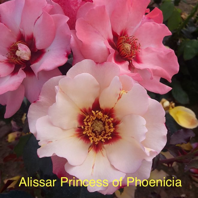 10 Flowering Floribunda Roses Special Offer bundle