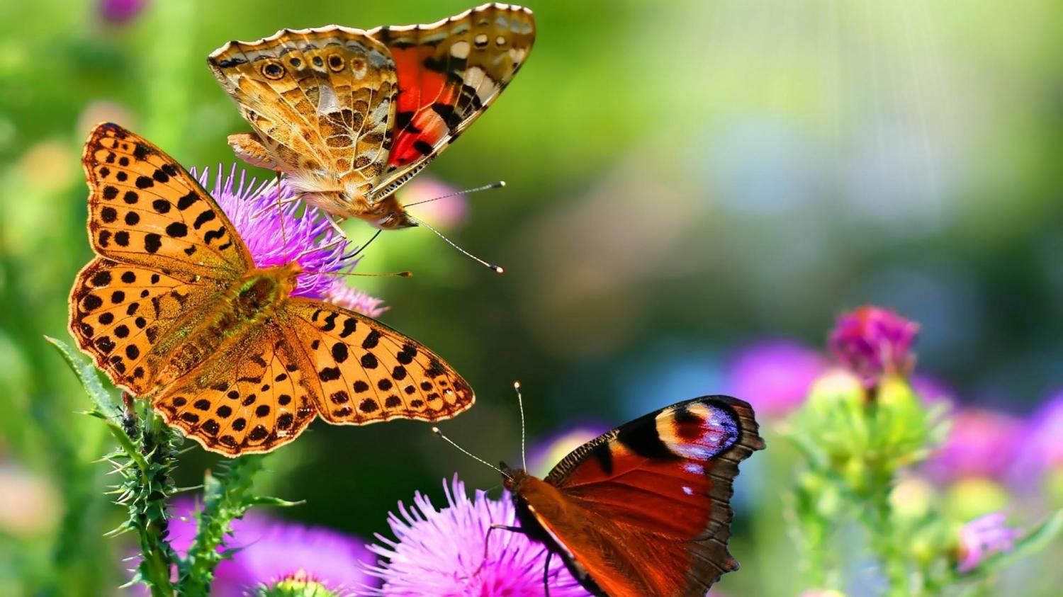 Butterfly Attractant Mix Seeds