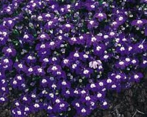 Lobelia Purple Rivera Seeds