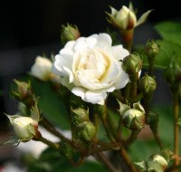 Guirlande d’Amour Standard Rose, bare root
