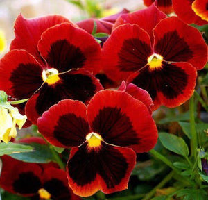 Pansy Red Seeds