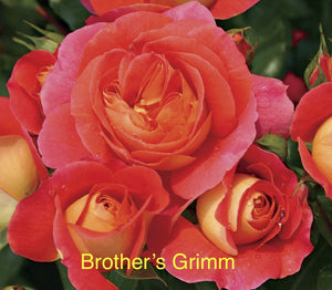 Brother’s Grimm, Bare root
