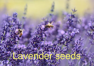 Lavender Seeds XL 500 packet