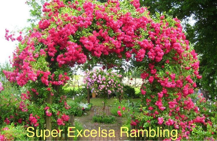 Super Excelsa Rambling Rose
