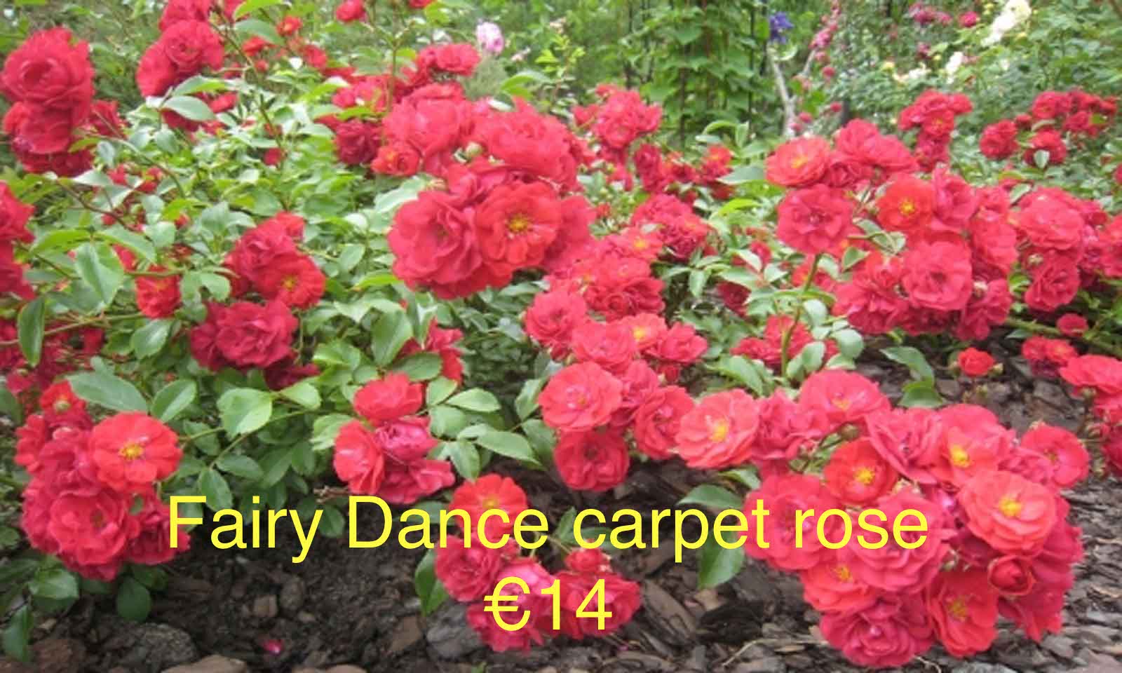 Fairy Dance Ground Cover Rose