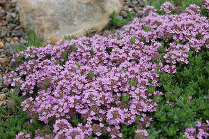Creeping Thyme 2000 seeds XL packet