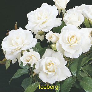 6 Flowering Floribunda Roses Special Offer bundle