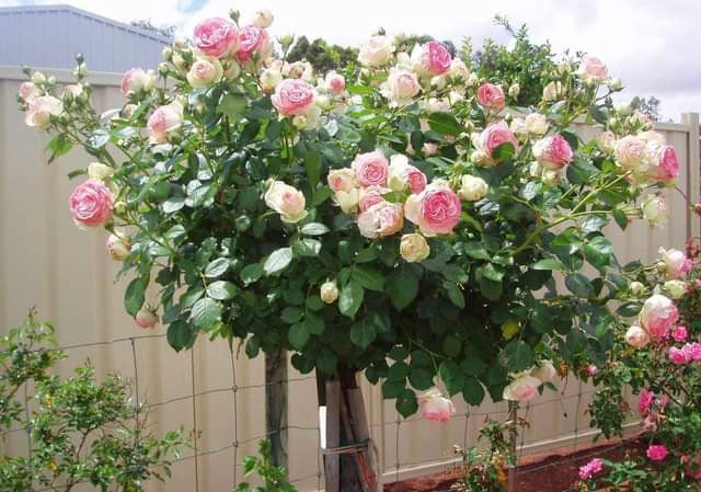 Eden Rose 85 -bare root , Standard rose