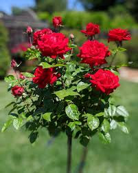 Ingrid Bergman Standard bare root rose