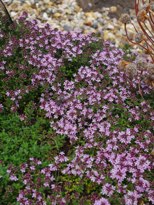 Creeping Thyme 10,000 seeds XXL packet