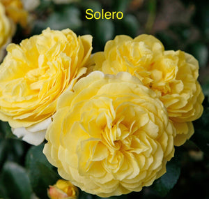 Solero, bare root