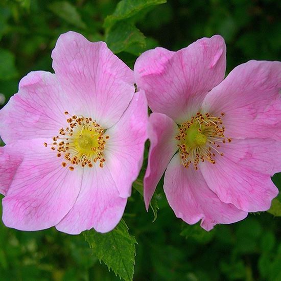 Canina Wild Rose, Bare Root