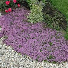 Creeping Thyme 500 seeds L packet