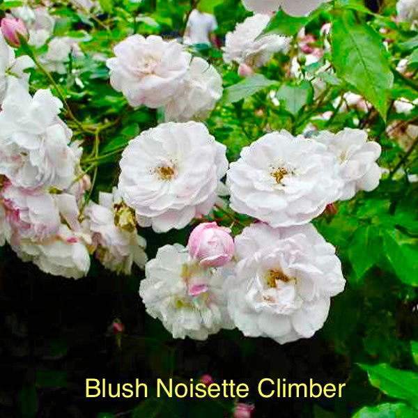 Blush Noisette Climber, Bare Root