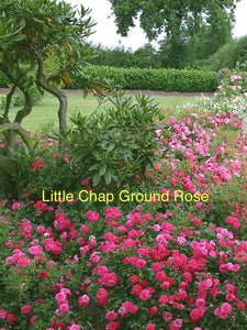 10 x  Ground Cover Roses (Customer’s Choice!)