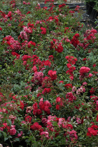 Fairy Dance Ground Cover Rose, bare root