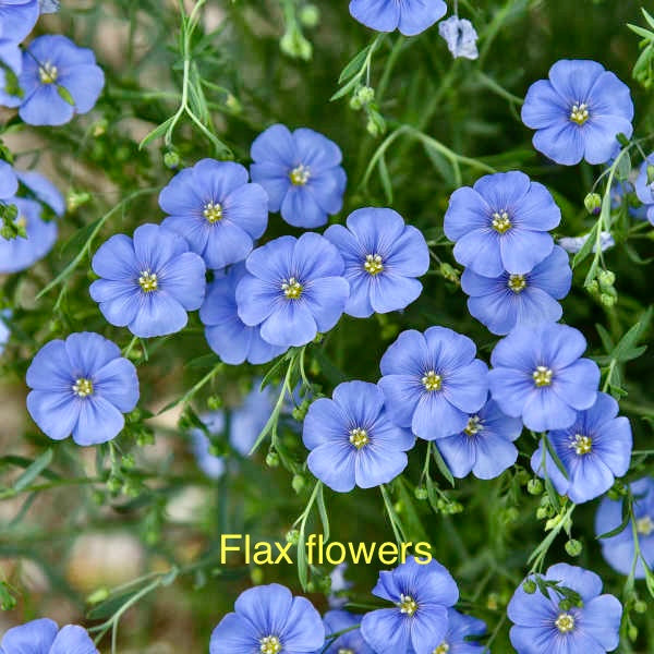 Blue Flax Flower Large packet Seeds