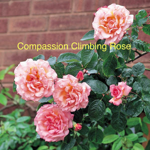 Compassion Climber, bare root