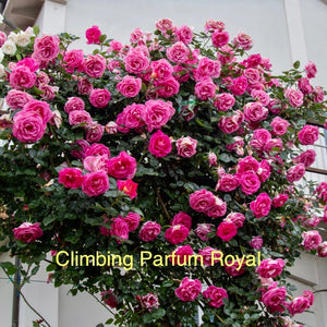 Climbing Parfum Royal, Bare Root