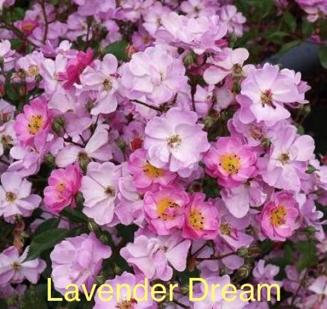 Lavender Dream, bare root