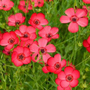 Red Flax Flower Seeds