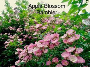 Apple Blossom Rambler, Bare Root